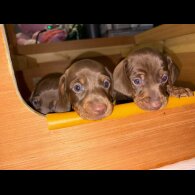 Dachshund (Miniature Smooth Haired)