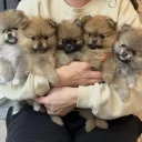 Pomeranian