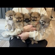 Pomeranian