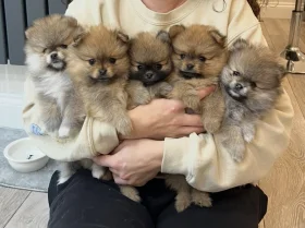 Pomeranian