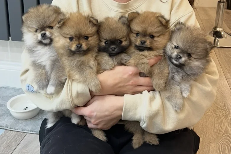 Pomeranian
