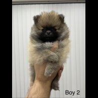 Pomeranian