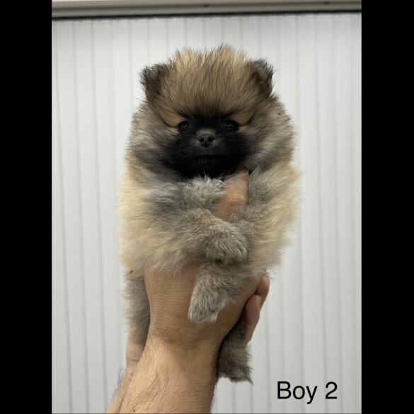 Pomeranian