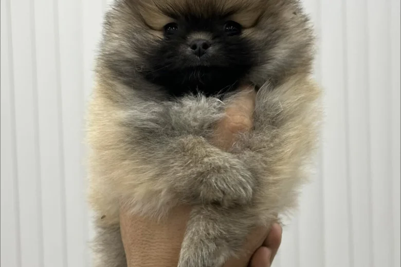 Pomeranian