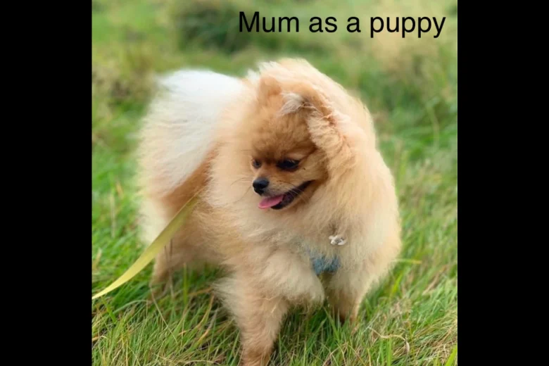 Pomeranian