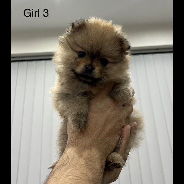 Pomeranian