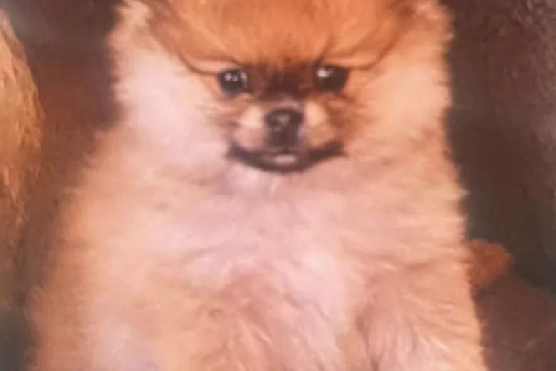 Pomeranian