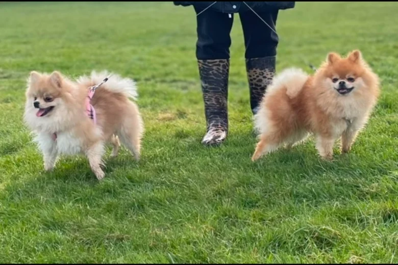 Pomeranian