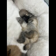 Pomeranian
