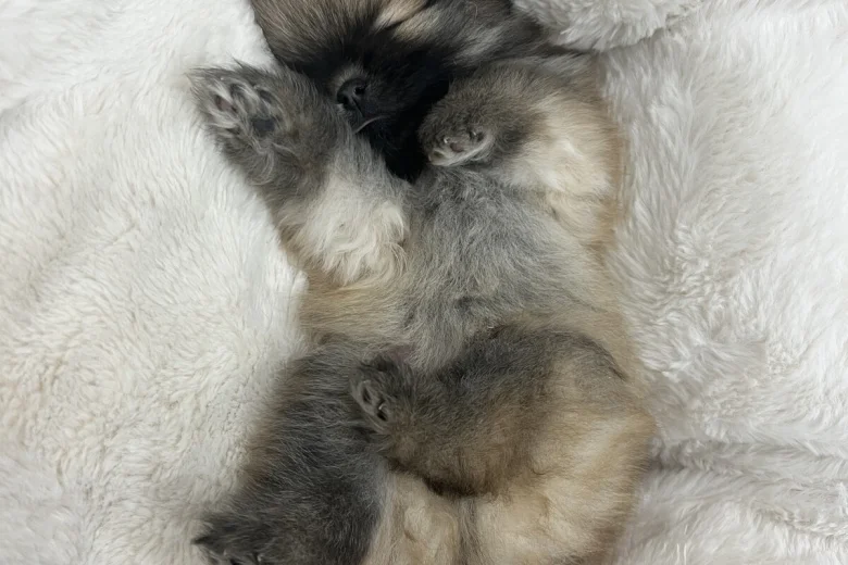 Pomeranian