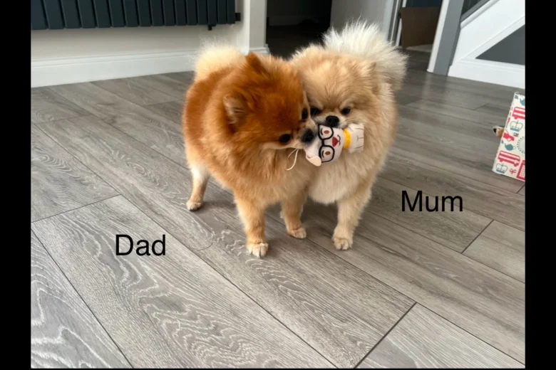 Pomeranian