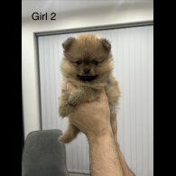 Pomeranian