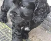 Cocker Spaniel (Show)