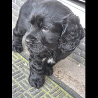 Cocker Spaniel (Show)