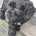 Cocker Spaniel (Show)