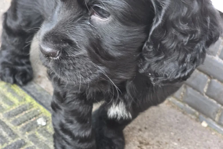 Cocker Spaniel (Show)