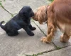 Cocker Spaniel (Show)
