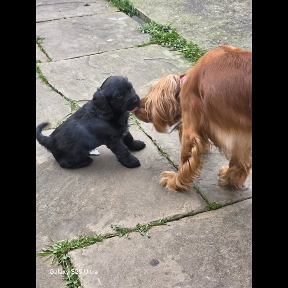 Cocker Spaniel (Show)