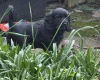 Cocker Spaniel (Show)