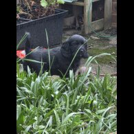 Cocker Spaniel (Show)