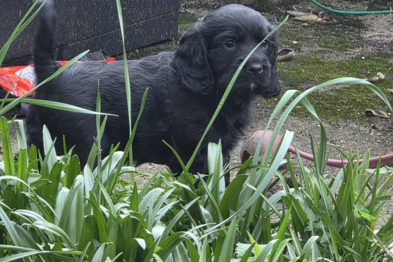 Cocker Spaniel (Show)