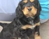 Cocker Spaniel (Show)