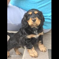 Cocker Spaniel (Show)