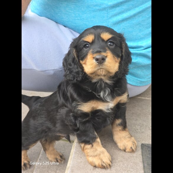 Cocker Spaniel (Show)