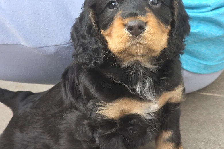 Cocker Spaniel (Show)