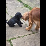 Cocker Spaniel (Show)