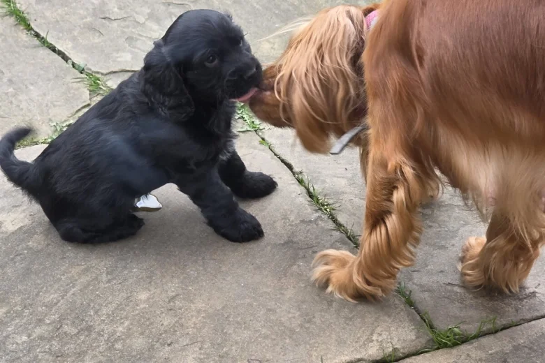 Cocker Spaniel (Show)