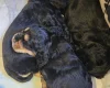 Cocker Spaniel (Show)