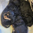 Cocker Spaniel (Show)