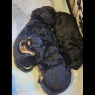 Cocker Spaniel (Show)