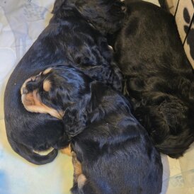 Cocker Spaniel (Show)