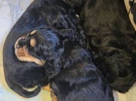 Cocker Spaniel (Show)