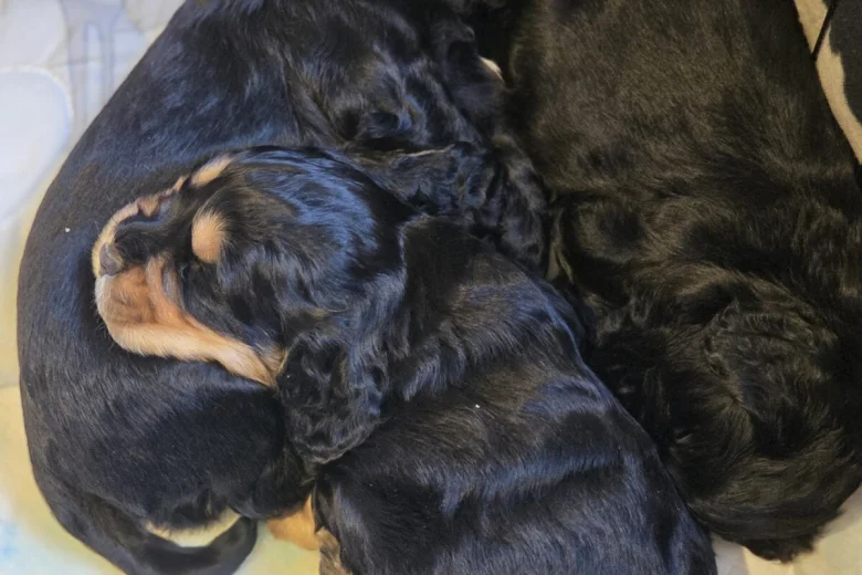 Cocker Spaniel (Show)