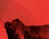Cocker Spaniel (Show)