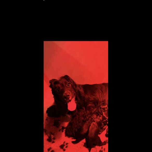 Cocker Spaniel (Show)