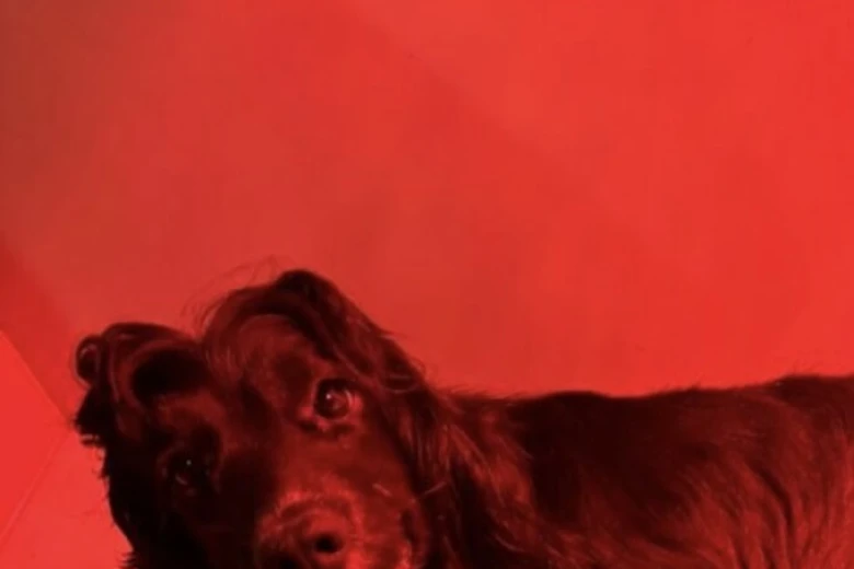 Cocker Spaniel (Show)