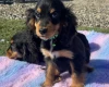 Cocker Spaniel (Show)