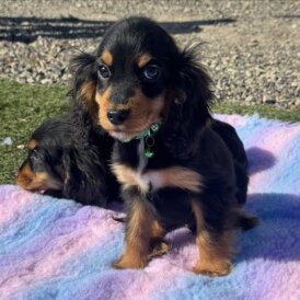 Cocker Spaniel (Show)