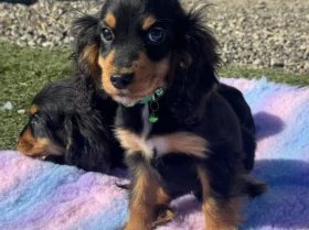 Cocker Spaniel (Show)