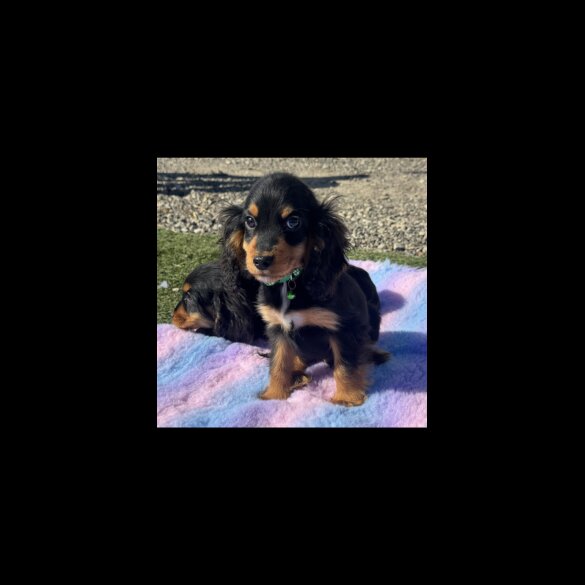 Cocker Spaniel (Show)