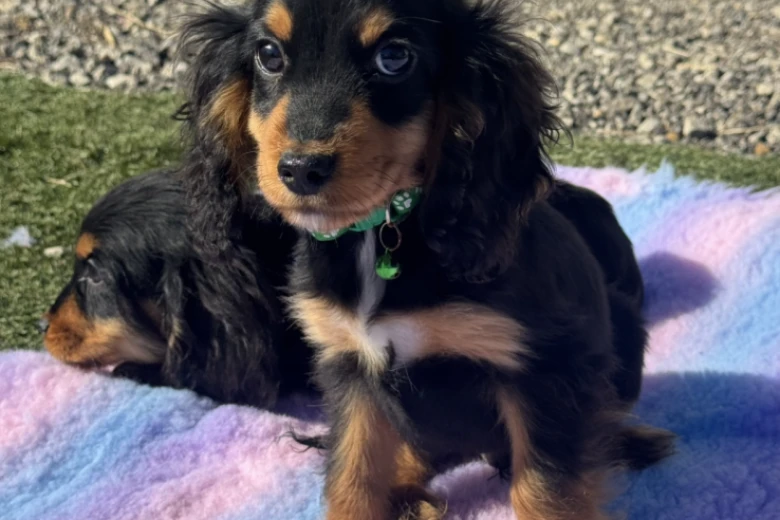 Cocker Spaniel (Show)