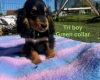Cocker Spaniel (Show)