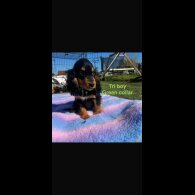 Cocker Spaniel (Show)