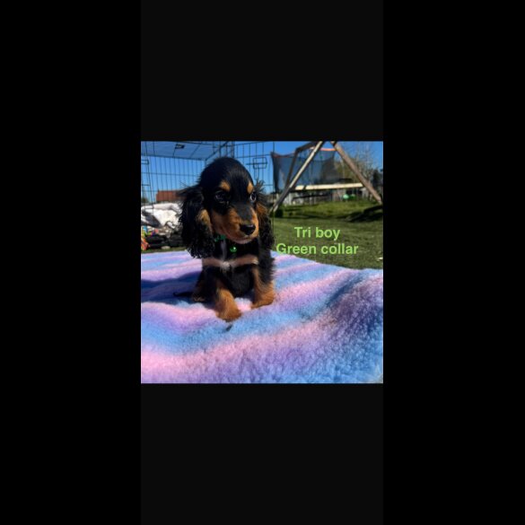 Cocker Spaniel (Show)