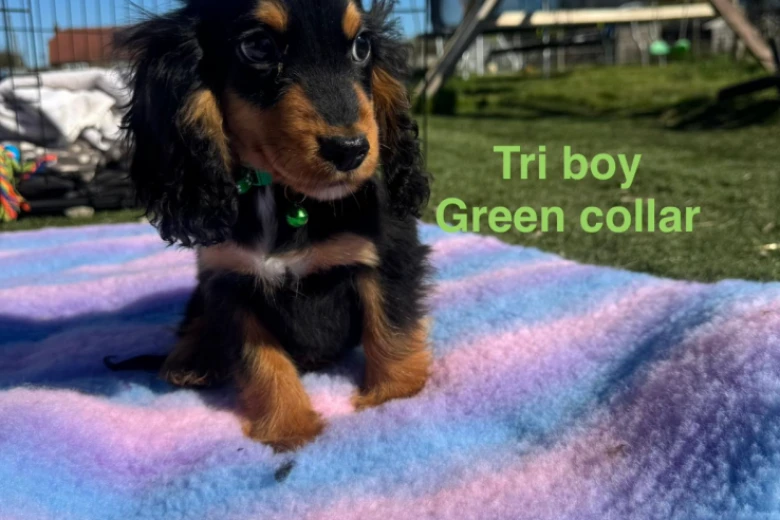 Cocker Spaniel (Show)