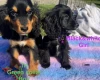 Cocker Spaniel (Show)